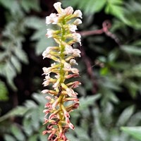 Goodyera procera (Ker Gawl.) Hook.